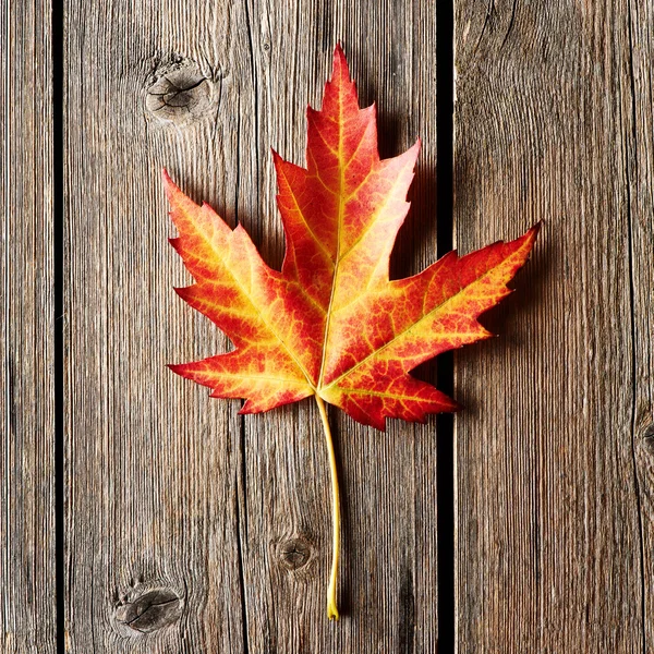 Autumn maple leaf over wooden background — Stock Photo, Image