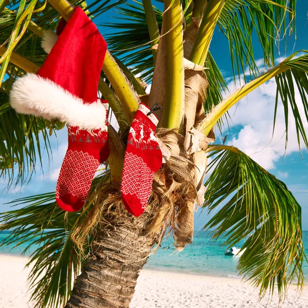 Beach with palm tree at christmas — Stock Photo, Image