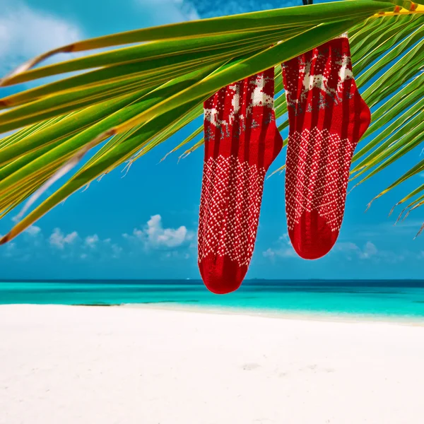 Praia com palmeira no Natal — Fotografia de Stock