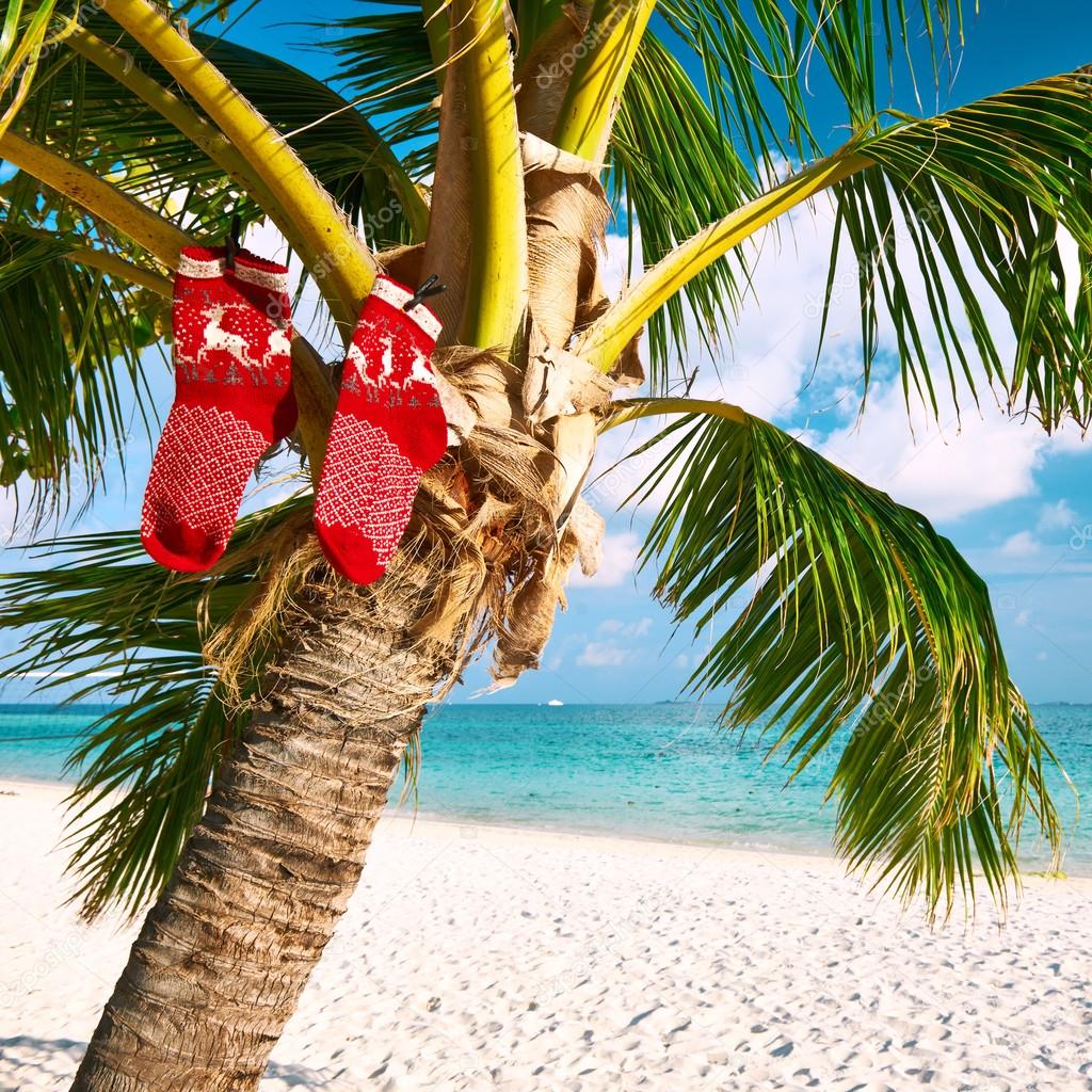 Beach with palm tree at christmas