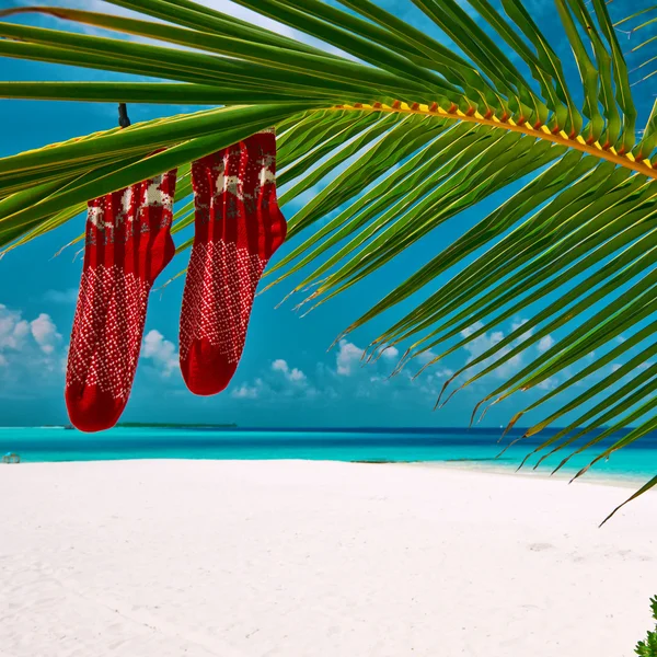 Praia com palmeira no Natal — Fotografia de Stock