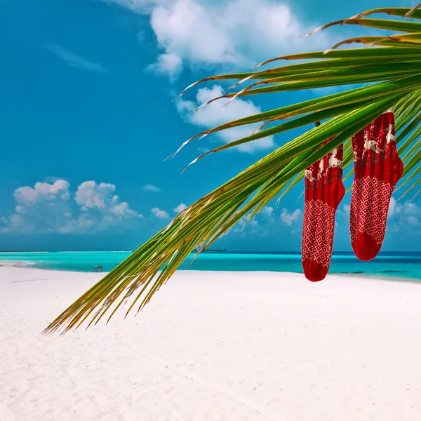 Spiaggia con palma a Natale — Foto Stock