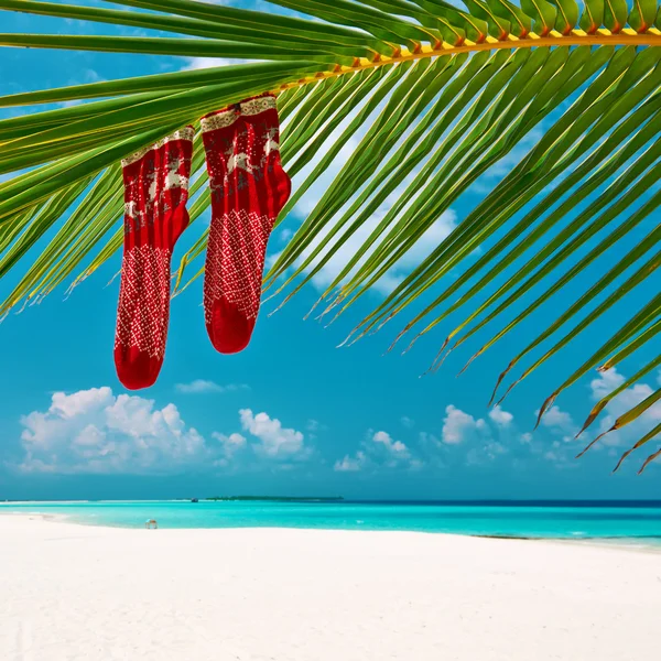 Playa con palmera — Foto de Stock