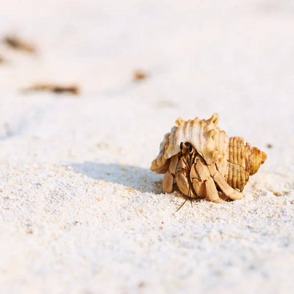 Краб-отшельник на пляже — стоковое фото