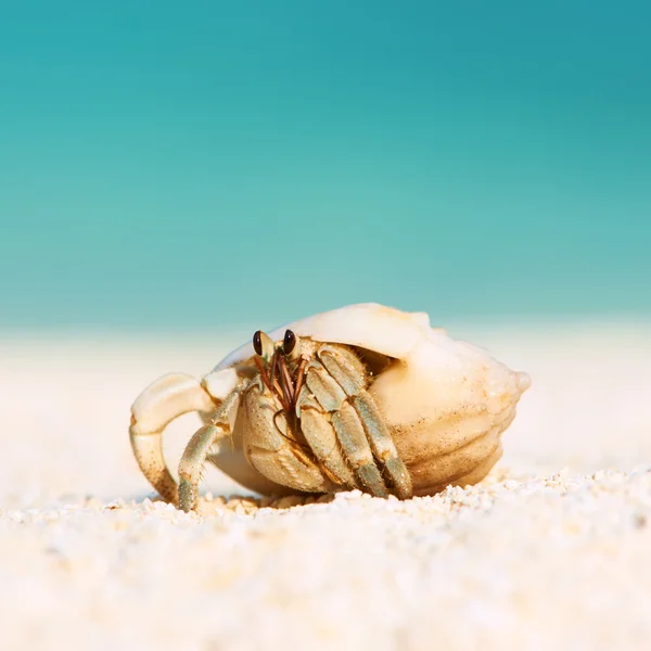 Caranguejo eremita na praia — Fotografia de Stock