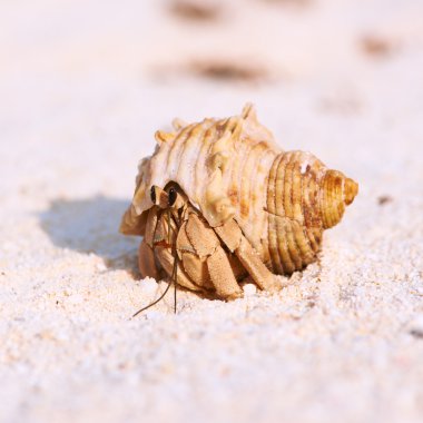 Yalnızcıl Yengeç plajda