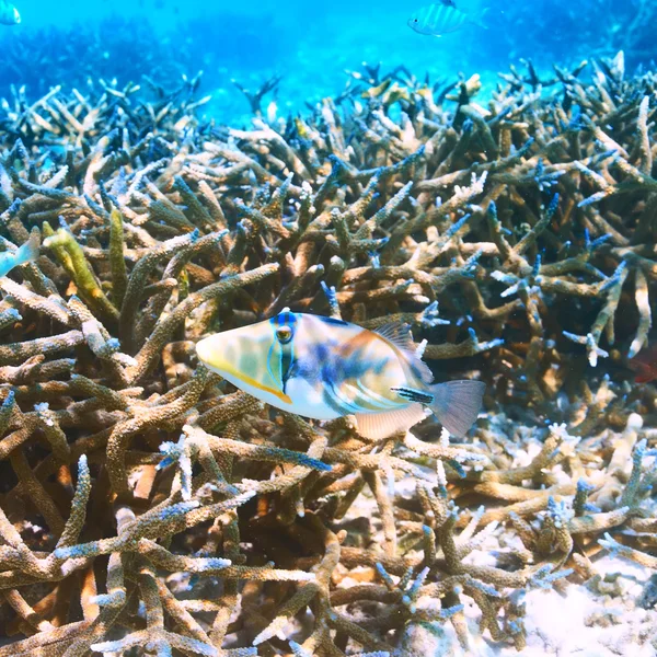 Barriera corallina alle Maldive — Foto Stock