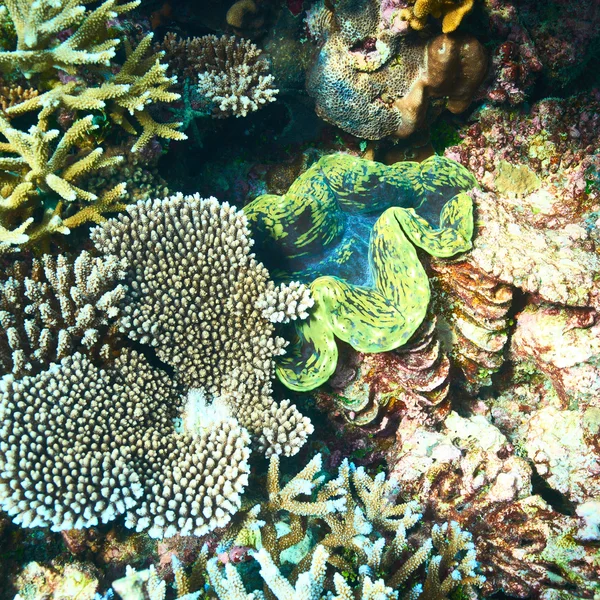 Riesenmuschel am tropischen Korallenriff — Stockfoto