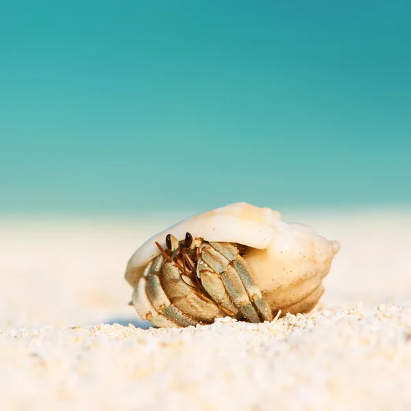 Cangrejo ermitaño en la playa — Foto de Stock