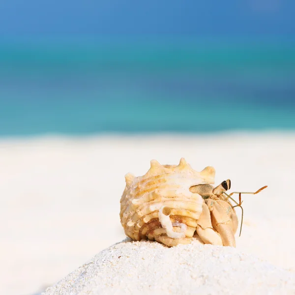 Heremietkreeften op strand — Stockfoto