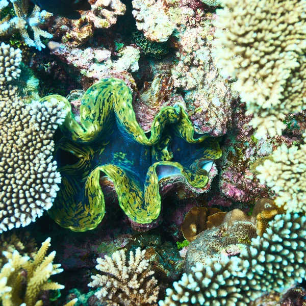 Vongole giganti alla barriera corallina tropicale — Foto Stock