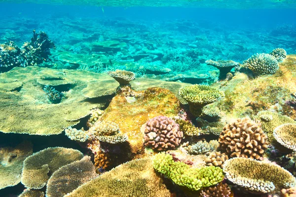 Arrecife de coral en Maldivas —  Fotos de Stock