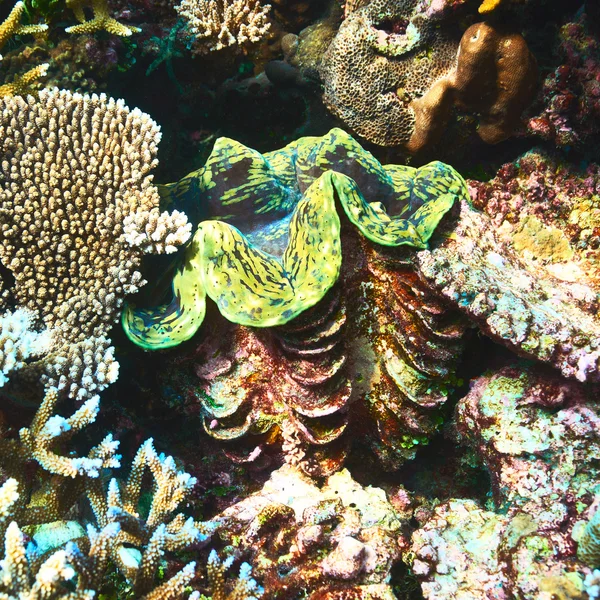 Giant clam at coral reef — Stock Photo, Image