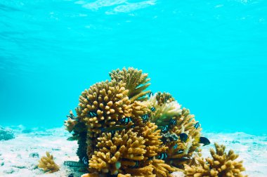 Maldivler mercan resifi