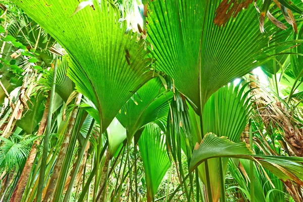 Tropischer Regenwald auf den Seychellen — Stockfoto