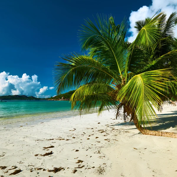 美丽的海滩，有棕榈树 — 图库照片