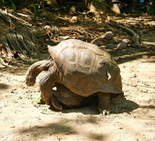 Jätte sköldpaddor parning på Seychellerna — Stockfoto