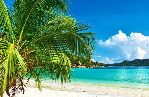 Hermosa playa con palmera — Foto de Stock