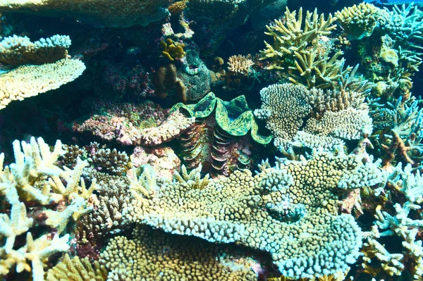 Tropisches Korallenriff — Stockfoto
