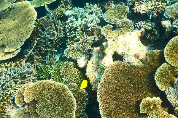 Coral reef at Maldives — Stock Photo, Image