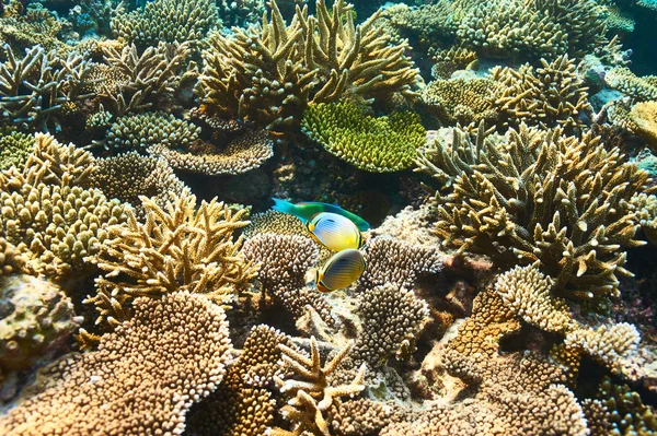 在马尔代夫珊瑚礁 — 图库照片