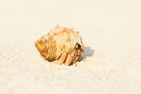 Eremitkräfta på stranden — Stockfoto