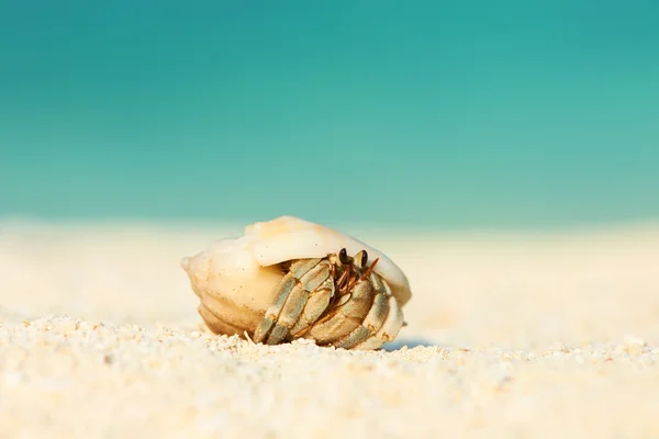 Poustevník krab na pláži — Stock fotografie