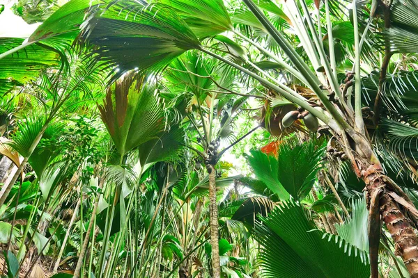 Foresta pluviale tropicale alle Seychelles — Foto Stock