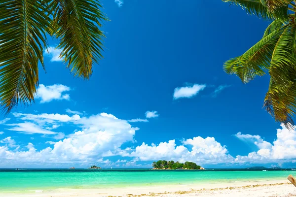 Gyönyörű strand, a palm tree a Seychelle-szigetek — Stock Fotó