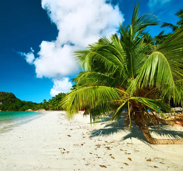 Strand med palmer — Stockfoto