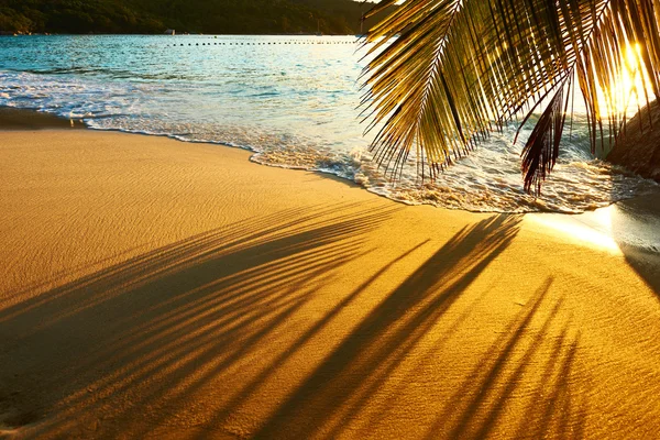 Playa de Seychelles con palmera —  Fotos de Stock