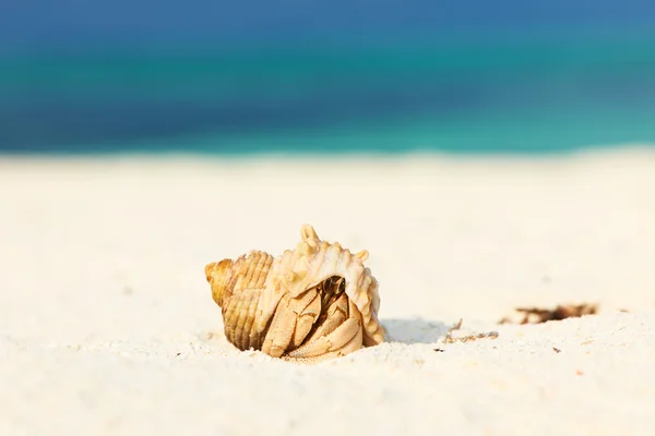 Caranguejo eremita na praia — Fotografia de Stock