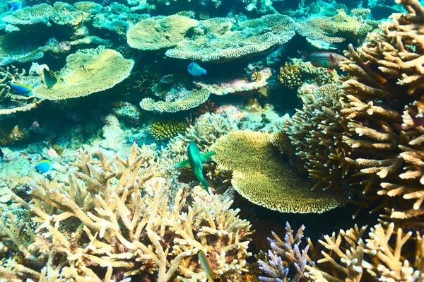 Coral reef at Maldives — Stock Photo, Image