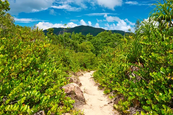 Footpath in tropical nature — Stock Photo, Image