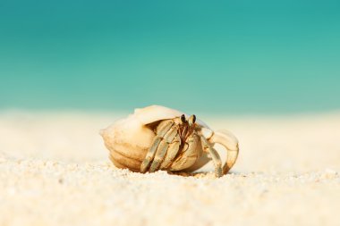 Yalnızcıl Yengeç plajda