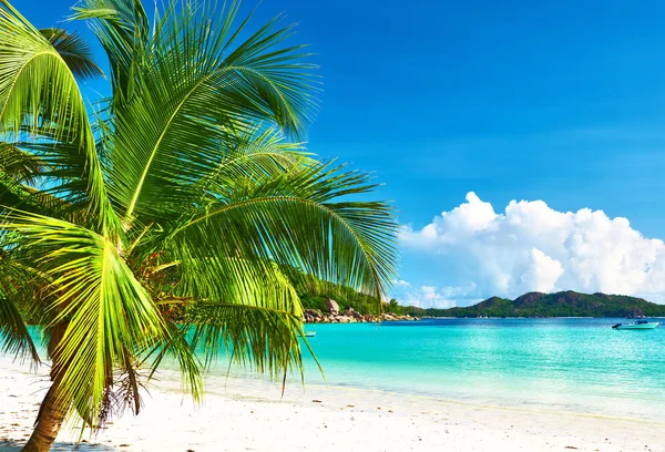 Schöner Strand mit Palme — Stockfoto