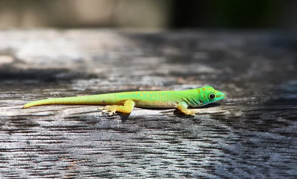 Green gecko lizard — Stock Photo, Image