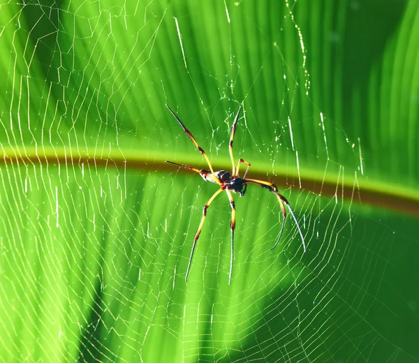 Jätte trä spider - Nephila maculata — Stockfoto