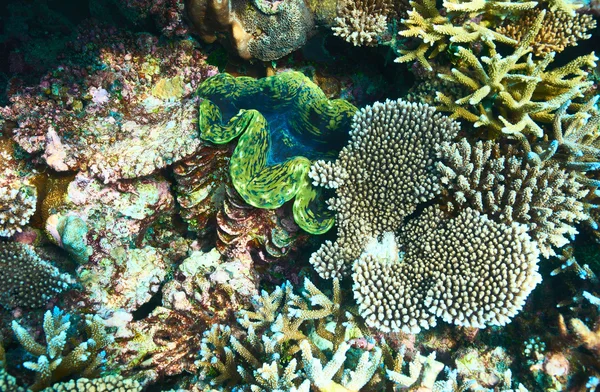 Giant clam at tropical coral reef — Stock Photo, Image