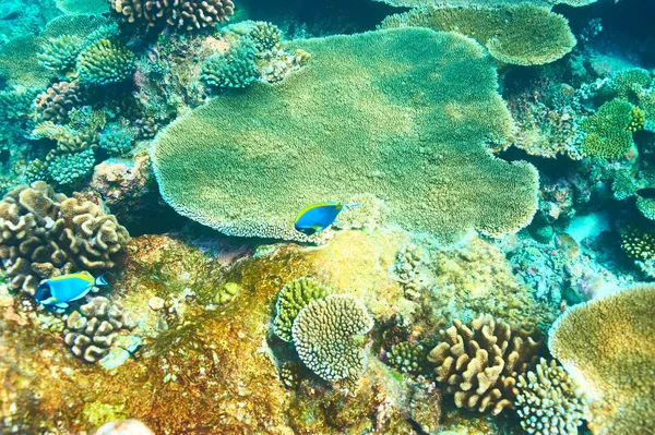 Coral reef at Maldives — Stock Photo, Image