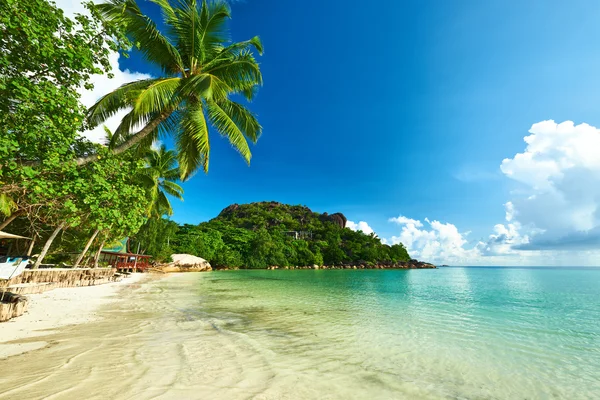 Mooi strand met palmbomen — Stockfoto