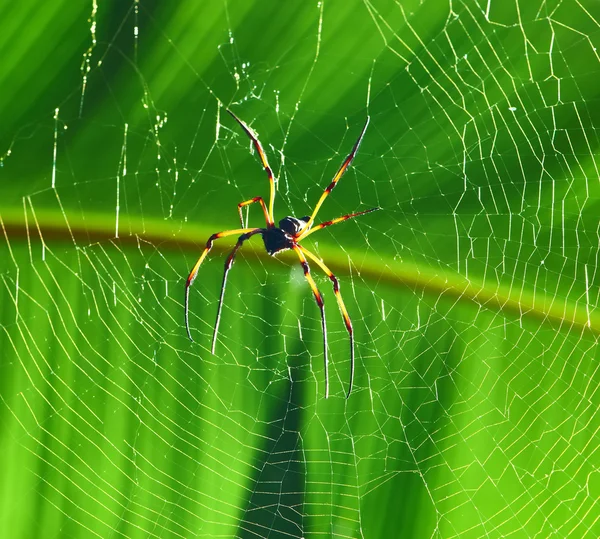 Giant wood spider — Stock Image Giant wood spider Stock Picture