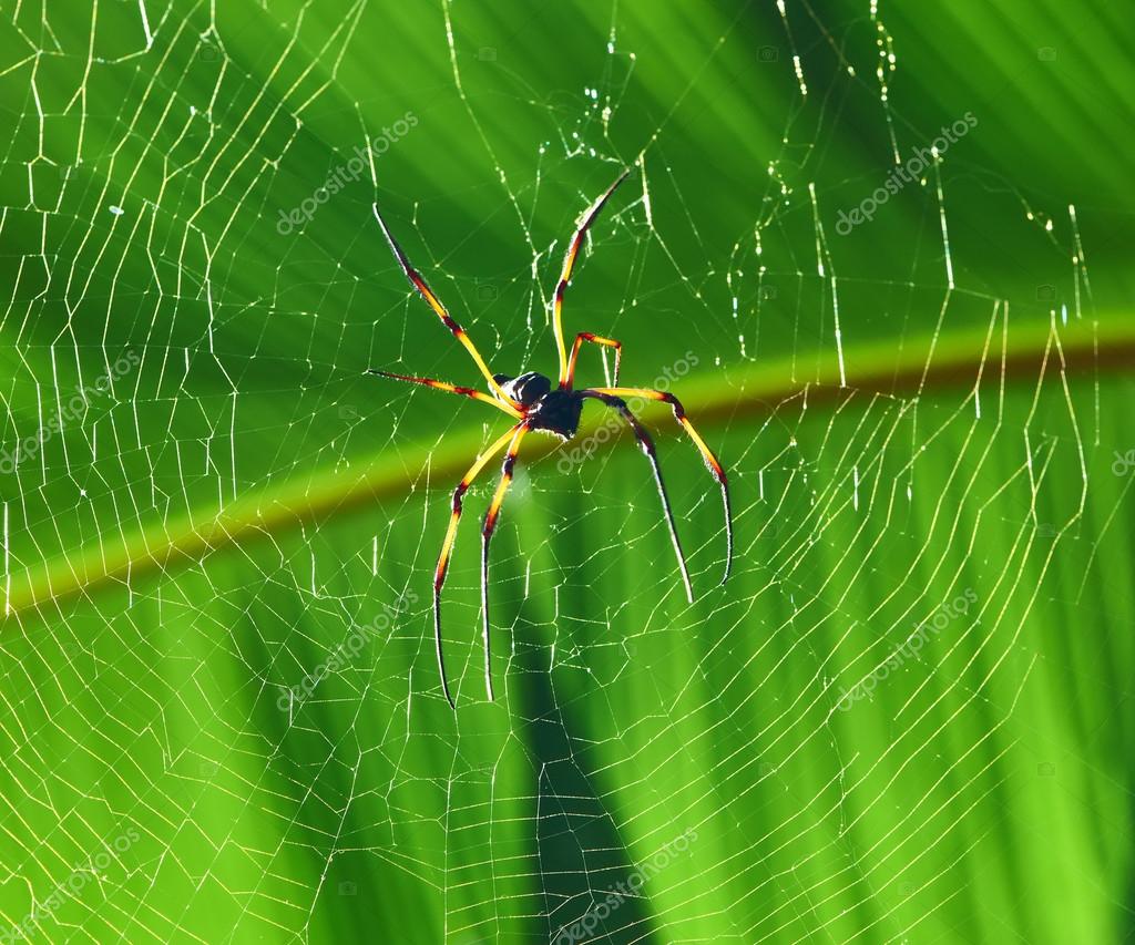 Aranha gigante de caranguejo Heteropda vanatoria na parede em uma caverna —  Foto © maxontravel #158682838, image size:1024x853