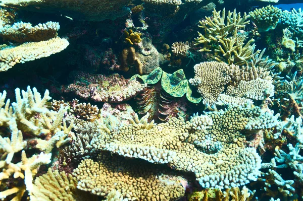 Riesenmuschel am tropischen Korallenriff — Stockfoto