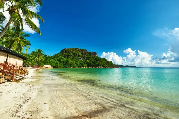 Playa con palmera en Seychelles — Foto de Stock