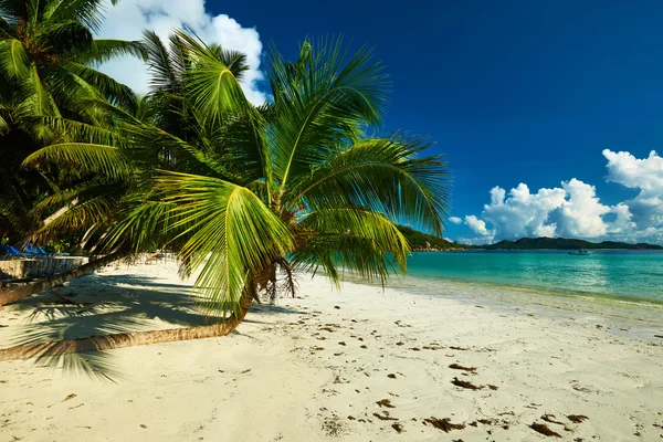 Piękna plaża z palmami — Zdjęcie stockowe