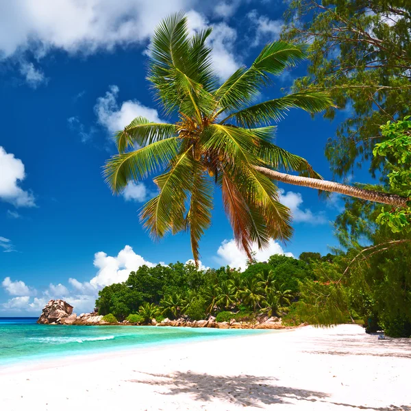 Bella spiaggia con palma — Foto Stock