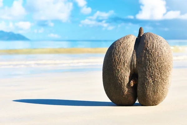 Mořských kokosové ořechy na pláži — Stock fotografie