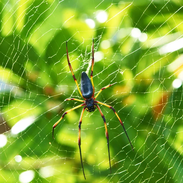 Giant wood spider — Stock Image Giant wood spider Stock Image