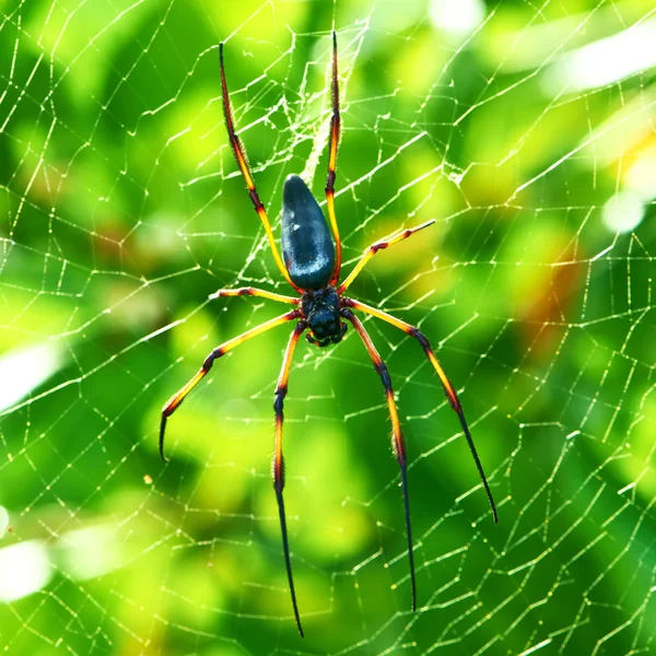 Giant wood spider — Stock Photo, Image